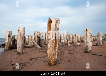 Groynes di legno antico e maledetto a Tracadie Bay, Isola del Principe Edoardo, Canada Foto Stock