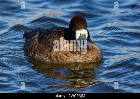 Scaup minore (femmina) pagaiando in una mattina d'inverno. Le femmine sono una tuta marrone ricca con una testa più scura e un cerotto bianco accanto al conto. Foto Stock