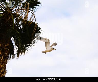 California Gulls che si librano vicino alle palme Foto Stock