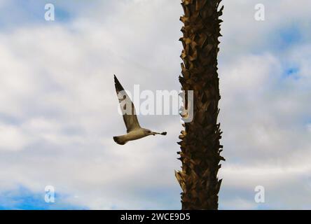 California Gulls che si librano vicino alle palme Foto Stock