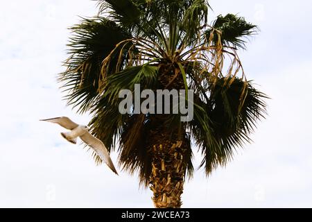 California Gulls che si librano vicino alle palme Foto Stock