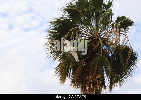 California Gulls che si librano vicino alle palme Foto Stock