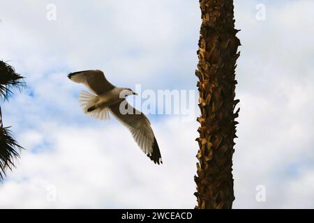 California Gulls che si librano vicino alle palme Foto Stock