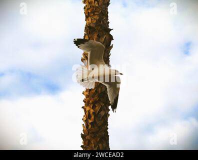 California Gulls che si librano vicino alle palme Foto Stock