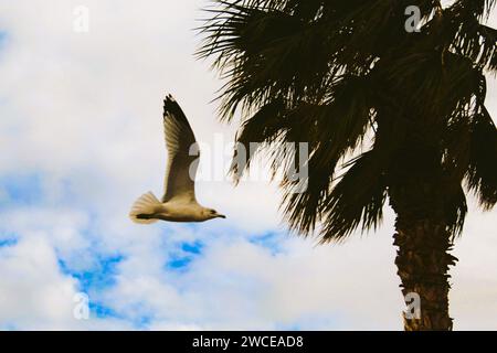 California Gulls che si librano vicino alle palme Foto Stock