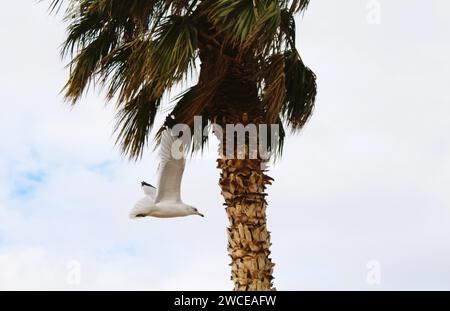California Gulls che si librano vicino alle palme Foto Stock