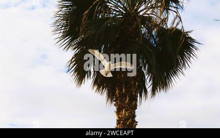 California Gulls che si librano vicino alle palme Foto Stock