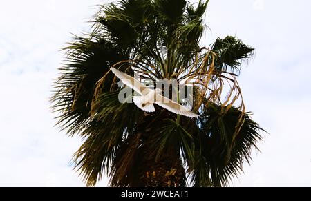 California Gulls che si librano vicino alle palme Foto Stock