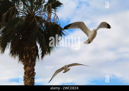 California Gulls che si librano vicino alle palme Foto Stock