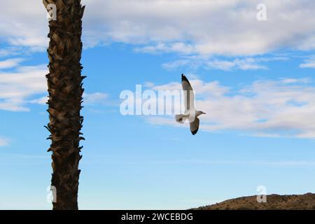 California Gulls che si librano vicino alle palme Foto Stock
