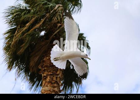 California Gulls che si librano vicino alle palme Foto Stock