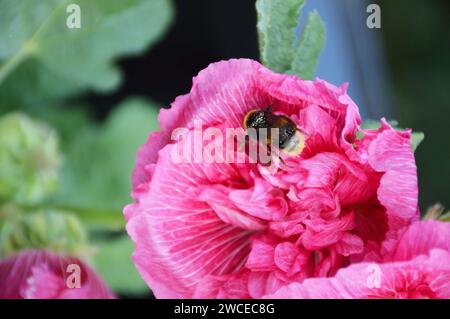 Bee on hollyhock Flower, stagione primaverile estiva Foto Stock