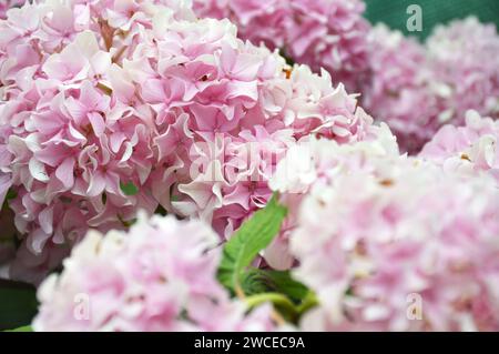 Fioritura di fiori di ortensia rosa Foto Stock