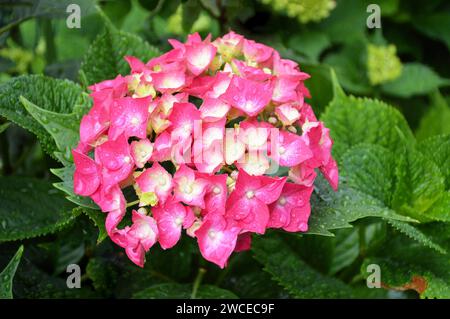 Rosa fiori di ortensie, close up Foto Stock