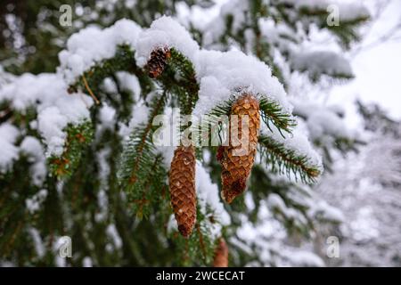 Ramo di abete rosso con bellissimi coni sotto la neve. Coni appesi a un ramo in una giornata invernale innevata. Foto Stock