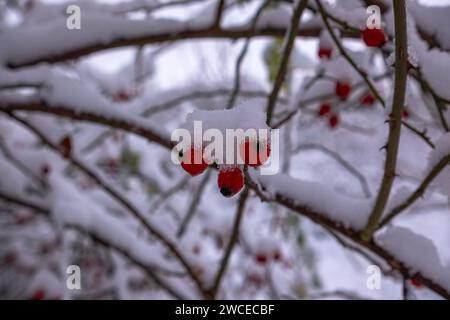 Biancospino con frutti con neve aderente. I rami del Biancospino si piegarono sotto il peso della neve e dei frutti rossi brillanti. Biancospino comune (C Foto Stock