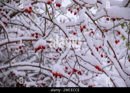 Biancospino con frutti con neve aderente. I rami del Biancospino si piegarono sotto il peso della neve e dei frutti rossi brillanti. Biancospino comune (C Foto Stock