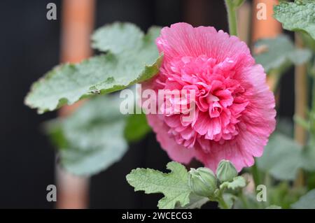 Fiore di Hollyhock in giardino, da vicino Foto Stock