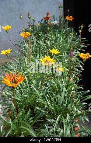 Fiori di Gazania che crescono in vaso di fiori Foto Stock