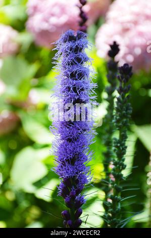 Stella fiammeggiante fiorita nel giardino (Gayfeather, Liatris spicata o Prairie gayfeather) Foto Stock