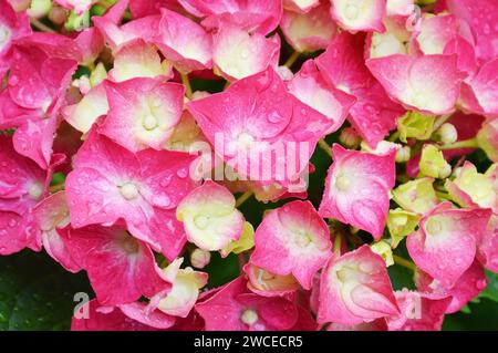 Rosa fiori di ortensie close up Foto Stock