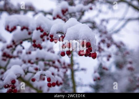 Biancospino con frutti con neve aderente. I rami del Biancospino si piegarono sotto il peso della neve e dei frutti rossi brillanti. Biancospino comune (C Foto Stock