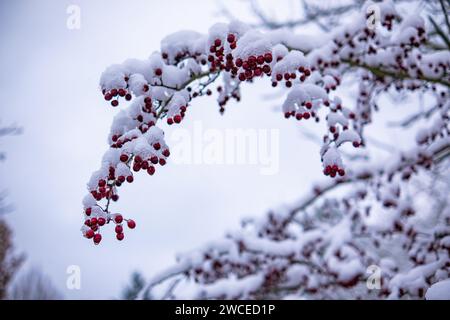 Biancospino con frutti con neve aderente. I rami del Biancospino si piegarono sotto il peso della neve e dei frutti rossi brillanti. Biancospino comune (C Foto Stock