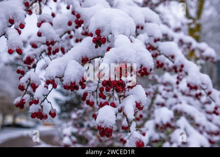 Biancospino con frutti con neve aderente. I rami del Biancospino si piegarono sotto il peso della neve e dei frutti rossi brillanti. Biancospino comune (C Foto Stock