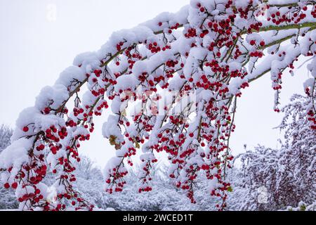 Biancospino con frutti con neve aderente. I rami del Biancospino si piegarono sotto il peso della neve e dei frutti rossi brillanti. Biancospino comune (C Foto Stock