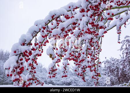 Biancospino con frutti con neve aderente. I rami del Biancospino si piegarono sotto il peso della neve e dei frutti rossi brillanti. Biancospino comune (C Foto Stock