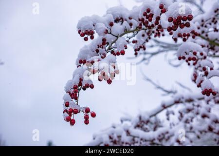 Biancospino con frutti con neve aderente. I rami del Biancospino si piegarono sotto il peso della neve e dei frutti rossi brillanti. Biancospino comune (C Foto Stock