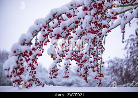 Biancospino con frutti con neve aderente. I rami del Biancospino si piegarono sotto il peso della neve e dei frutti rossi brillanti. Biancospino comune (C Foto Stock