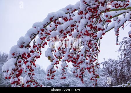 Biancospino con frutti con neve aderente. I rami del Biancospino si piegarono sotto il peso della neve e dei frutti rossi brillanti. Biancospino comune (C Foto Stock