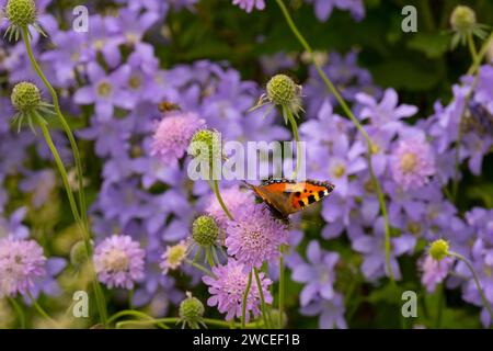 Una farfalla con guscio di tartaruga su Scabiosa columbaria Foto Stock