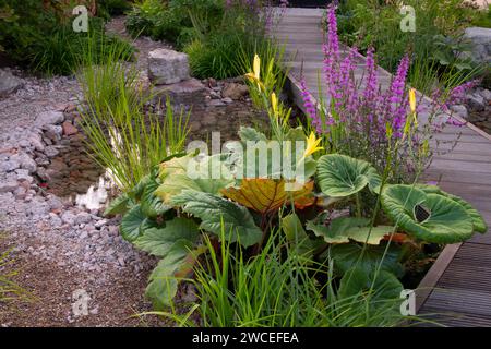 Rheum palmatum var. Tanguticum, Hemerocallis e Lythrum virgatum 'Dropmore' accanto a una piscina rocciosa e a una passerella in legno nel RHS Resilient Garden progettato Foto Stock