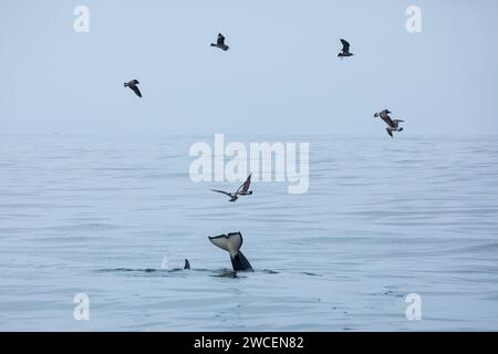 Alte pinne nere di orche assassine rompono la superficie delle acque blu-grigie dell'oceano mentre i gabbiani girano Foto Stock