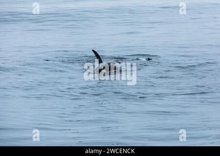 Le orche e gli spruzzi di minorile si infrangono mentre si gioca nelle acque blu e grigie dell'oceano pacifico Foto Stock
