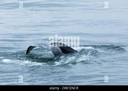 Le orche e gli spruzzi di minorile si infrangono mentre si gioca nelle acque blu e grigie dell'oceano pacifico Foto Stock