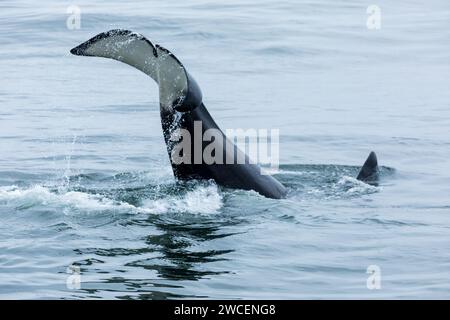 Le orche e gli spruzzi di minorile si infrangono mentre si gioca nelle acque blu e grigie dell'oceano pacifico Foto Stock