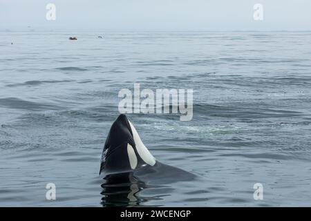Le orche e gli spruzzi di minorile si infrangono mentre si gioca nelle acque blu e grigie dell'oceano pacifico Foto Stock