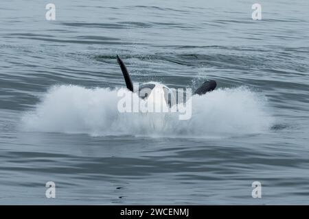 Le orche e gli spruzzi di minorile si infrangono mentre si gioca nelle acque blu e grigie dell'oceano pacifico Foto Stock