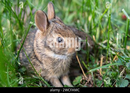 Primo piano del grazioso coniglietto del piccolo Cottontail orientale (Sylvilagus floridanus) mentre si alza dal nido Foto Stock