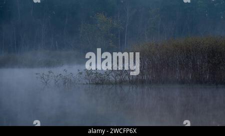 Le isole di vegetazione si formarono quando l'acqua cresceva a seguito di una siccità, e la mattina presto, la nebbia deriva attraverso le piante sommerse. Foto Stock