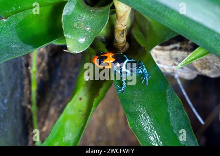 Una femmina allevata in cattività Ranitomeya benedicta, una specie di rane velenose native del Perù, in un terrario. Foto Stock