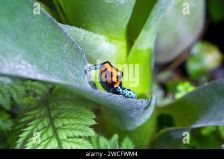 Un maschio allevato in cattività Ranitomeya benedicta, una specie di rane velenose native del Perù, in un terrario. Foto Stock