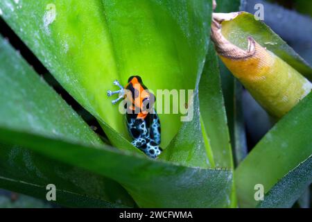 Un maschio allevato in cattività Ranitomeya benedicta, una specie di rane velenose native del Perù, in un terrario. Foto Stock