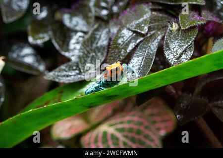 Un maschio allevato in cattività Ranitomeya benedicta, una specie di rane velenose native del Perù, in un terrario. Foto Stock