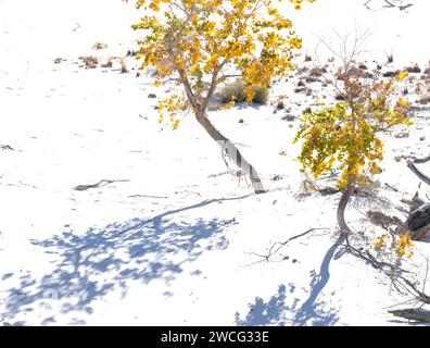 Due cottonwood dorati al White Sands National Park Foto Stock