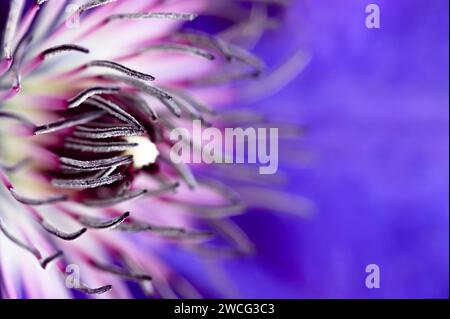 Vista astratta del fiore di clematis blu Foto Stock