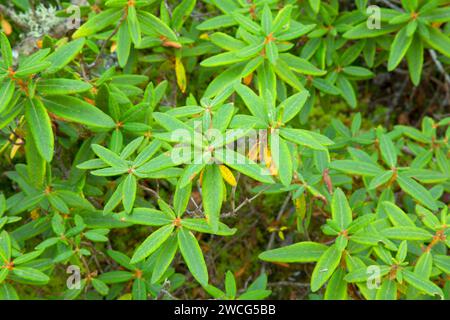 Labrador Tea lungo l'Interpretive Bog Boardwalk, Savanna Portage State Park, Minnesota Foto Stock